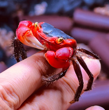 Red Apple Crab ( Metasesarma aubryi )