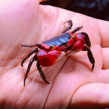 Red Apple Crab ( Metasesarma aubryi )