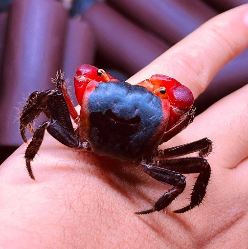 Red Apple Crab ( Metasesarma aubryi )