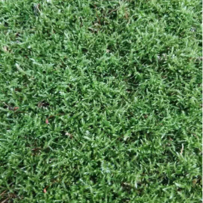 Diphyscium foliosum