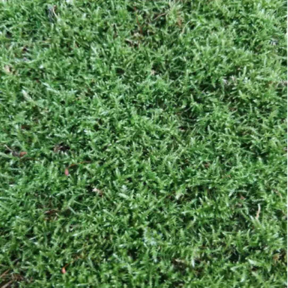 Diphyscium foliosum