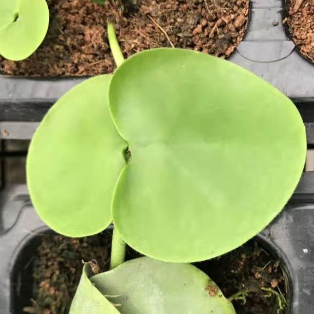 Kangaroo Pocket (Dischidia vidalii )