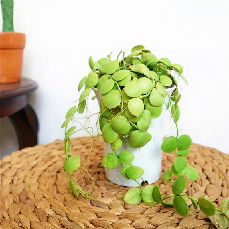 kangaroo succulent Kangaroo Pocket (Dischidia vidalii ) for Sale