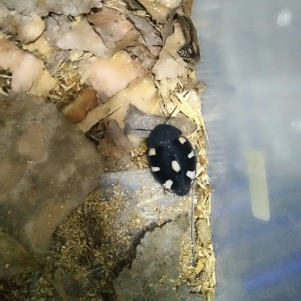 Domino Roaches Therea Petiveriana (5+1)