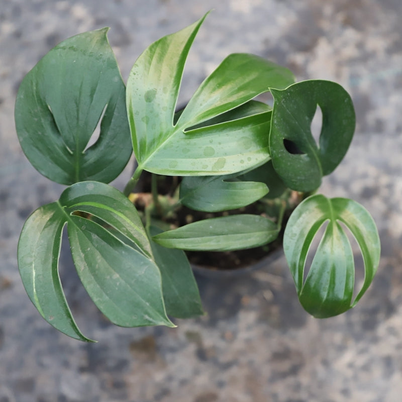 dragon tail indoor plant Dragon Tail Plant(Epipremnum pinnatum) for Sale