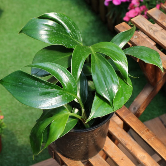 Dragon Tail Plant（Epipremnum pinnatum）