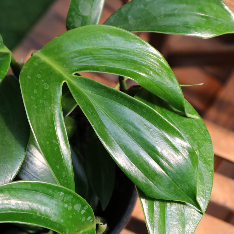 Dragon Tail Plant（Epipremnum pinnatum）