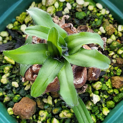Drimia haworthioides