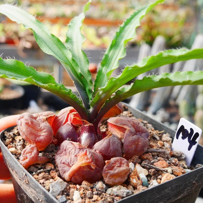 Drimia haworthioides