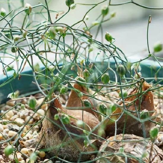 Climbing onion  (Drimia intricata)