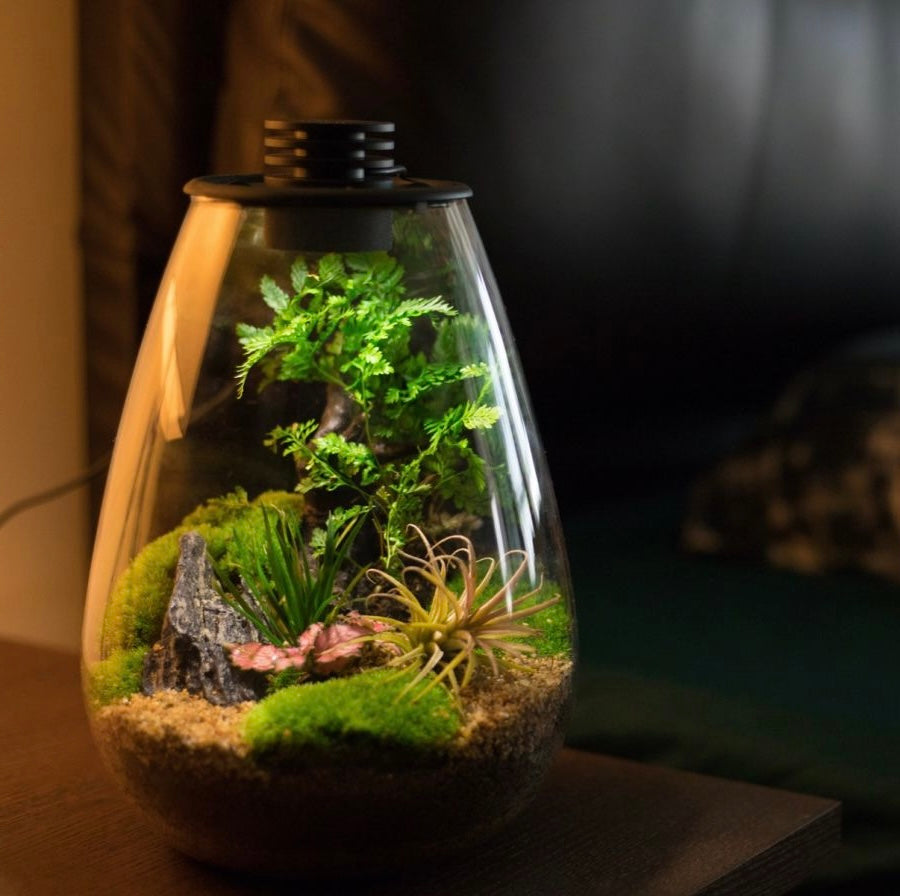 plants for terrarium for sale Drop Shape Micro Landscape Terrarium with LED Grow Light