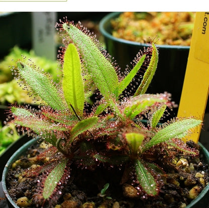 Drosera Adelae