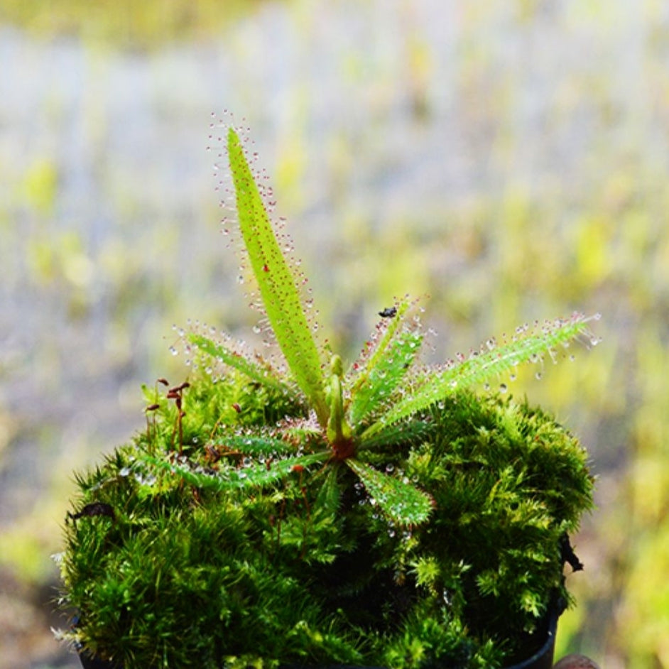 Drosera Adelae