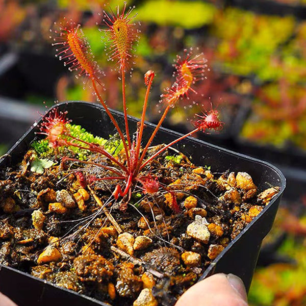 Drosera Affinis