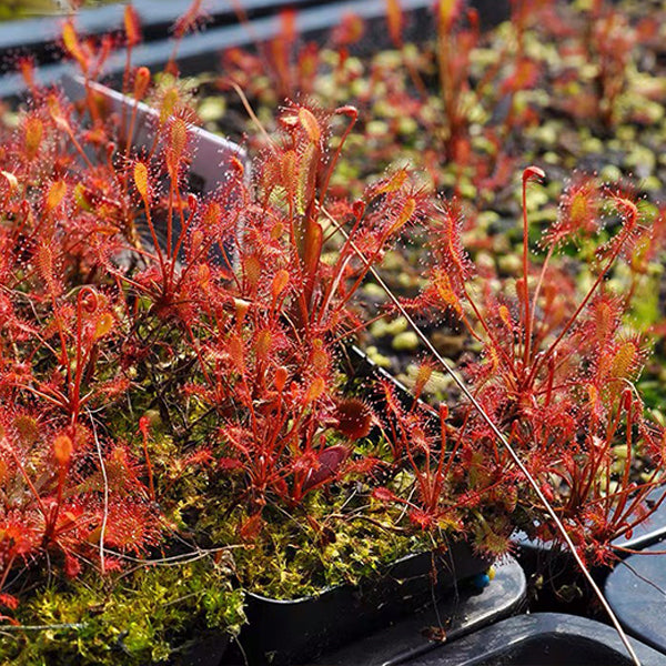 Drosera Affinis