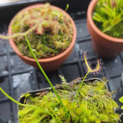 Drosera Binata