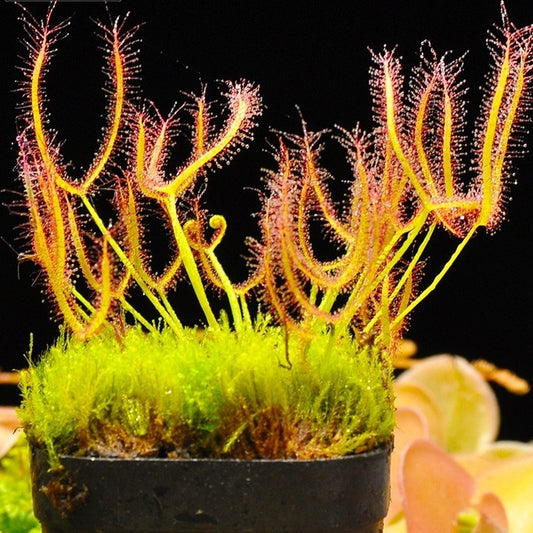 Drosera Binata