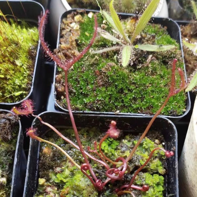 Drosera Binata