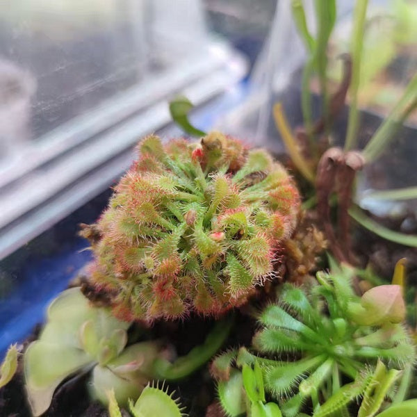Drosera Burkeana