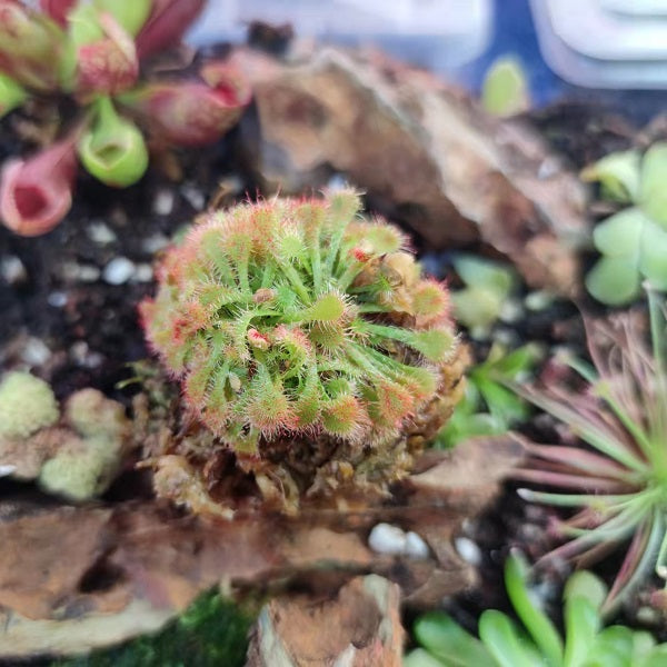 Drosera Burkeana
