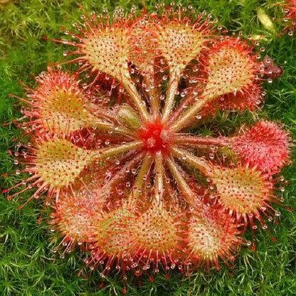 Drosera Burkeana