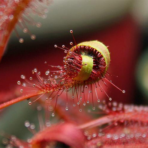 Drosera Capensis ( Cape Sundew )
