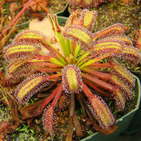 Drosera Capensis ( Cape Sundew )