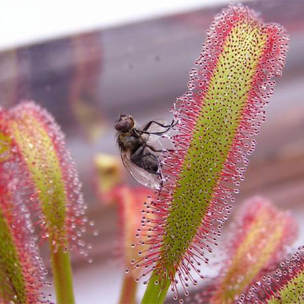 Drosera Capensis ( Cape Sundew )