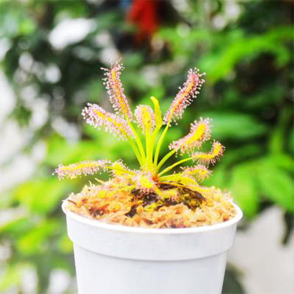 Drosera Capensis ( Cape Sundew )
