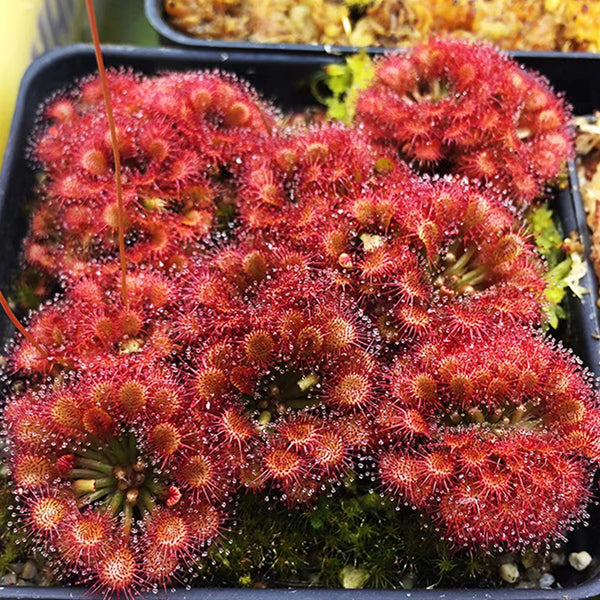 Drosera Capillaris