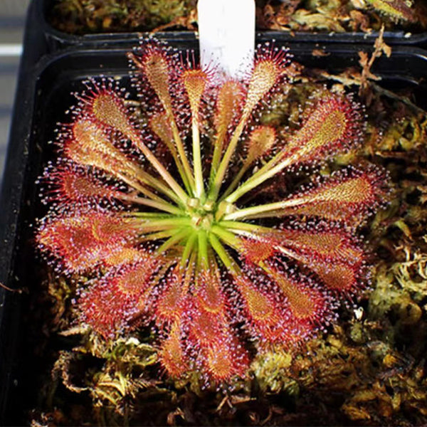 Drosera Capillaris