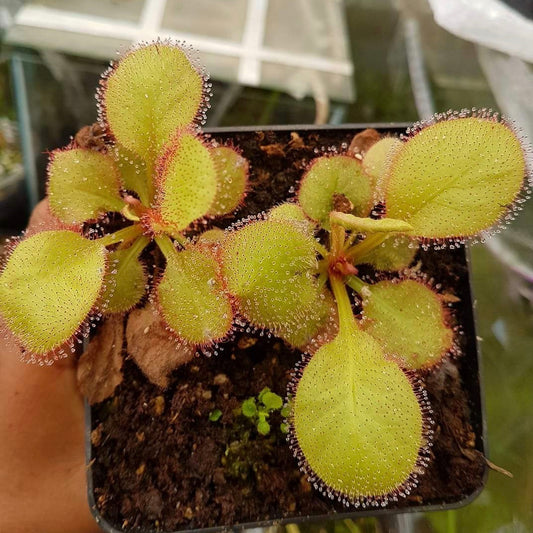 Drosera cv. ' Andromeda '