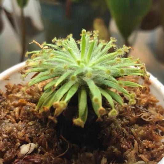 Drosera Derbyensis