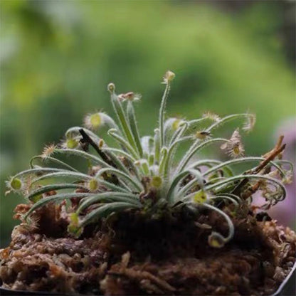 Drosera Derbyensis