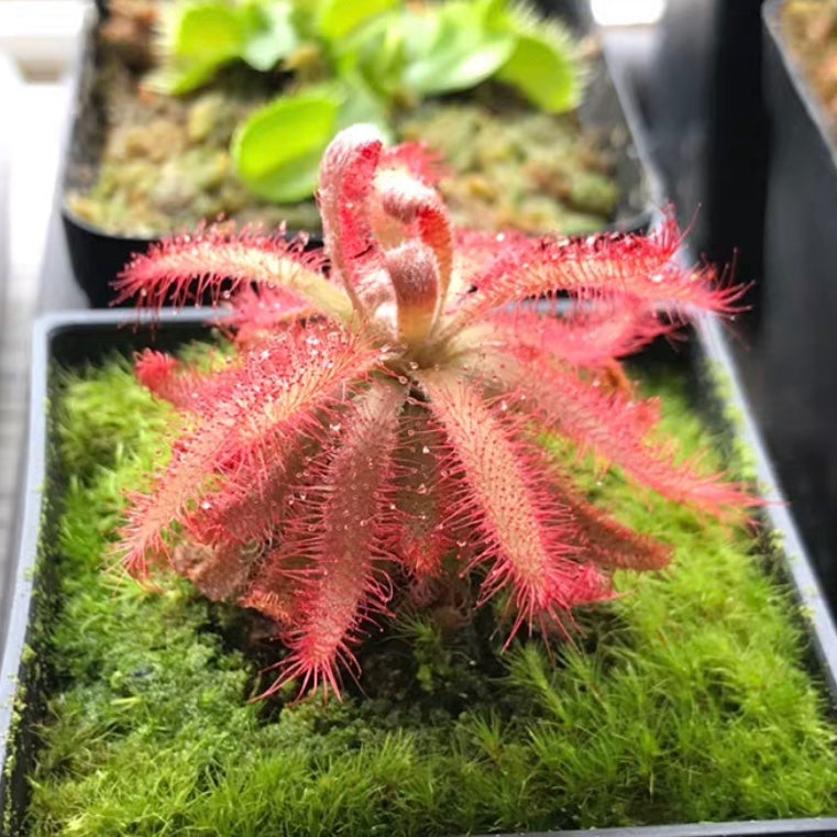 Drosera Graomogolensis