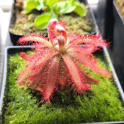 Drosera Graomogolensis
