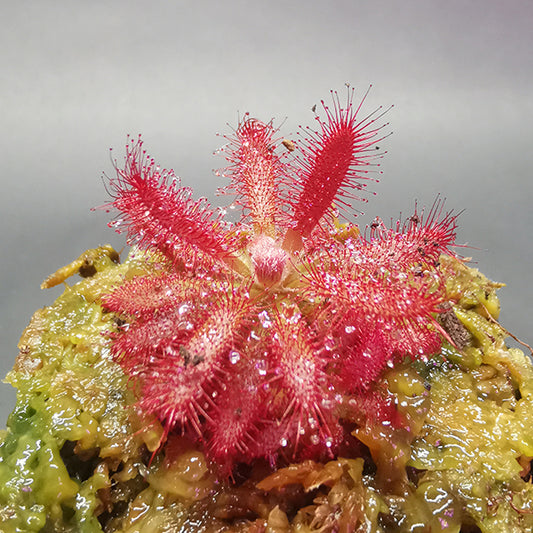 Drosera Graomogolensis