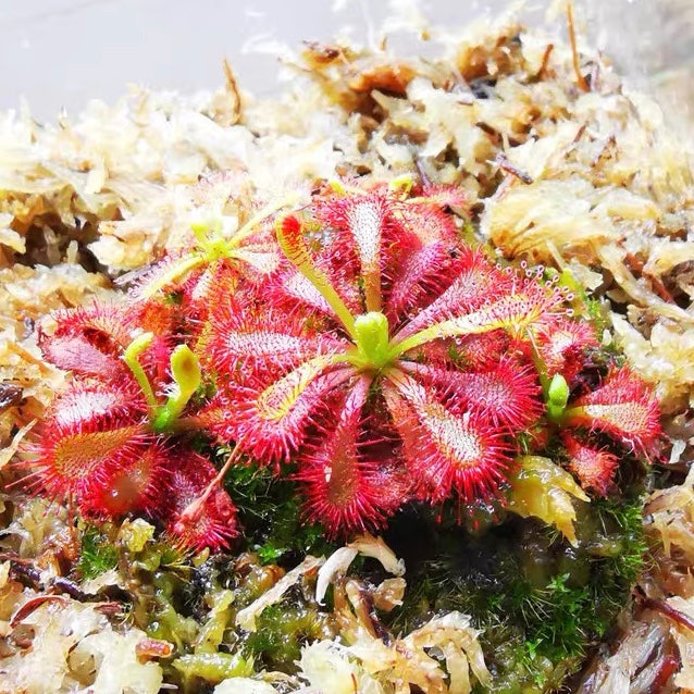 Drosera Lovellae