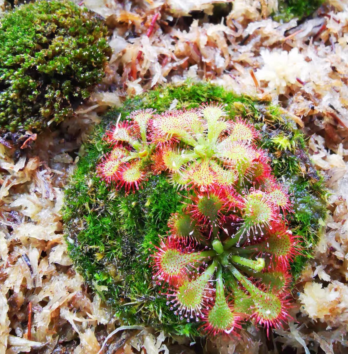 Drosera Lovellae