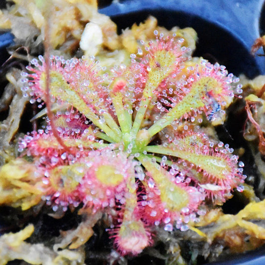Drosera Lovellae