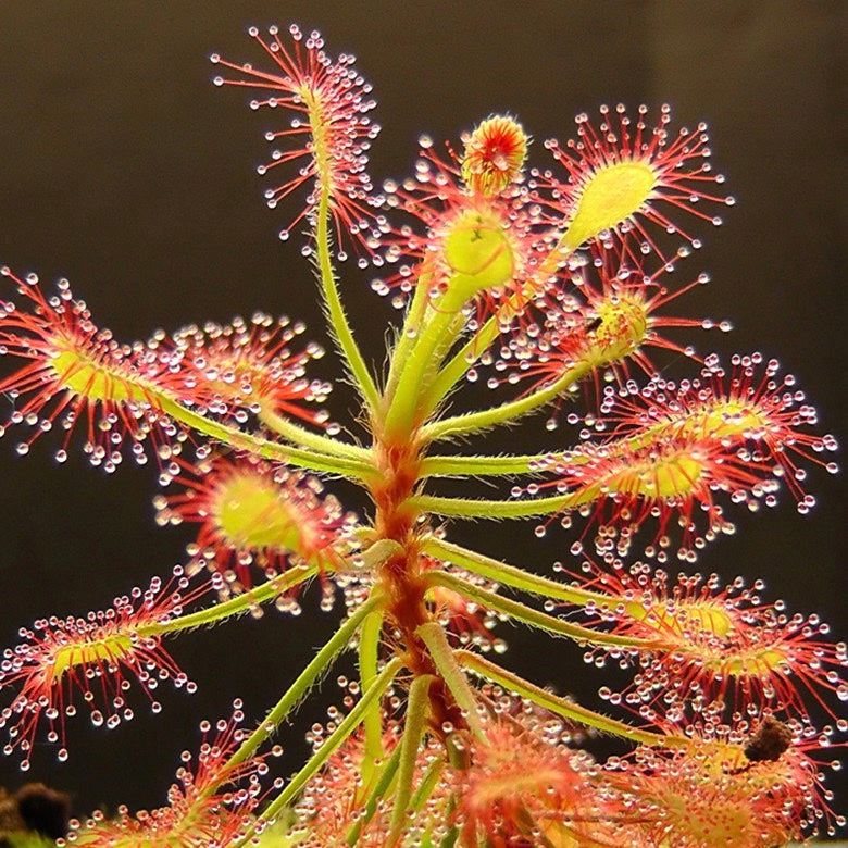 Drosera Madagascariensis