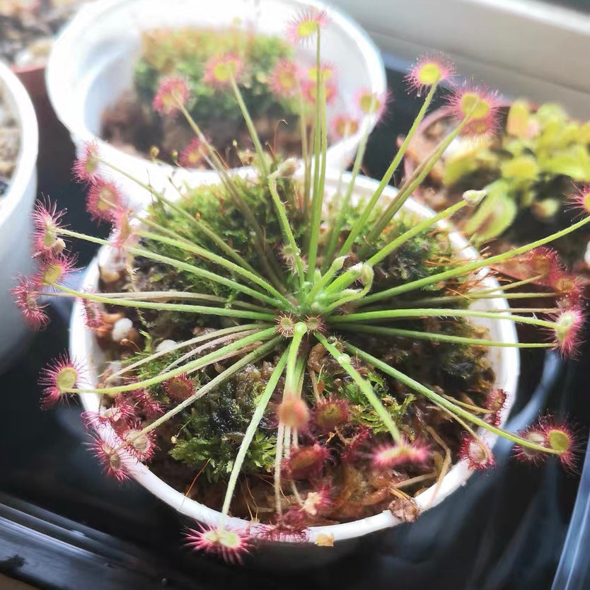 Drosera Paradoxa