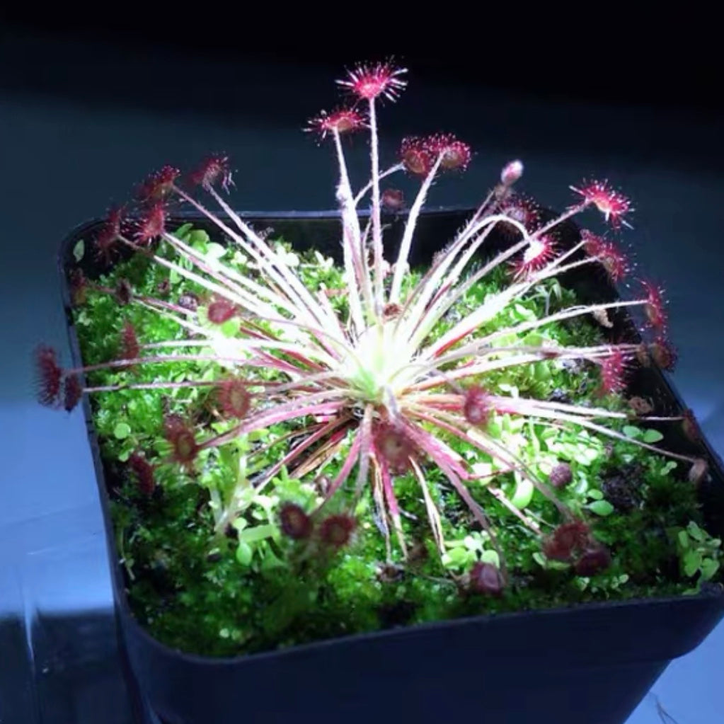 Drosera Paradoxa