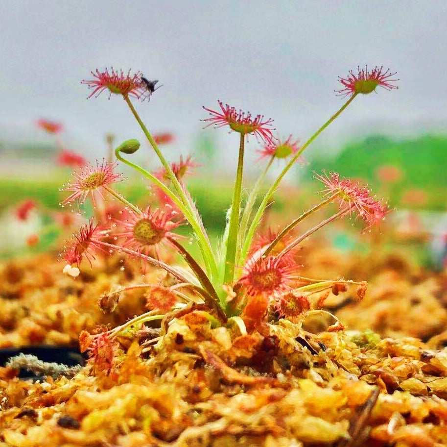 Drosera Paradoxa