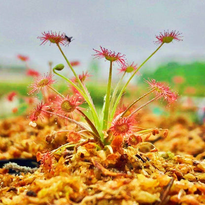 Drosera Paradoxa