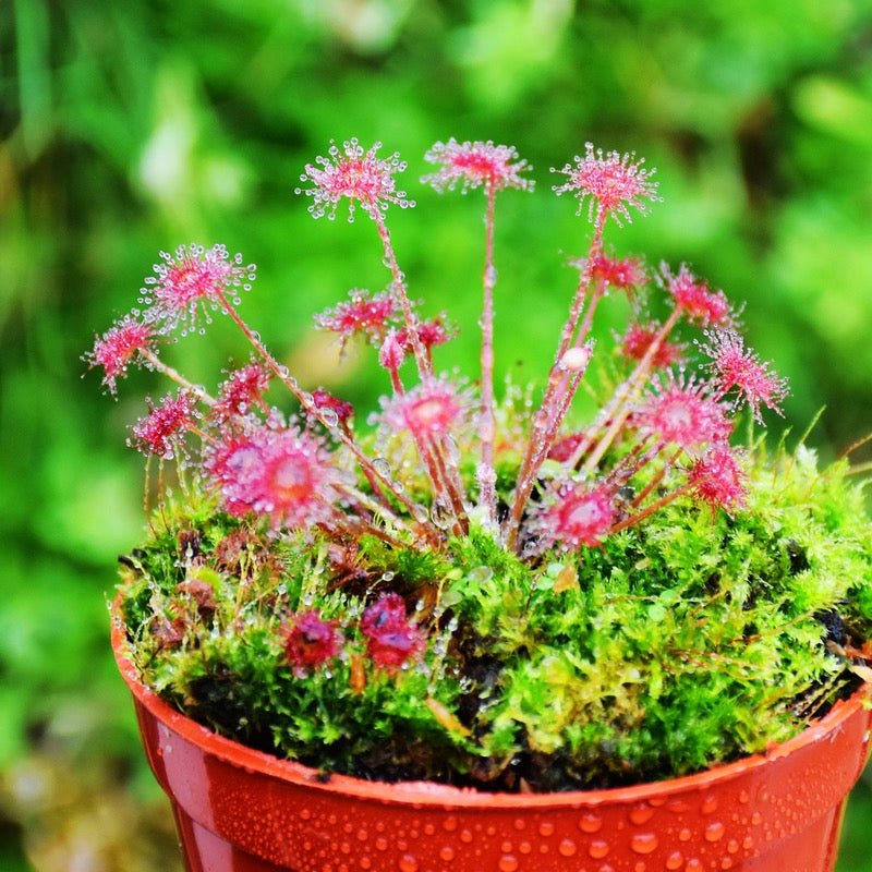 Drosera Paradoxa