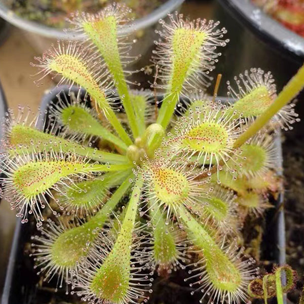 Drosera X 'Snyderi'