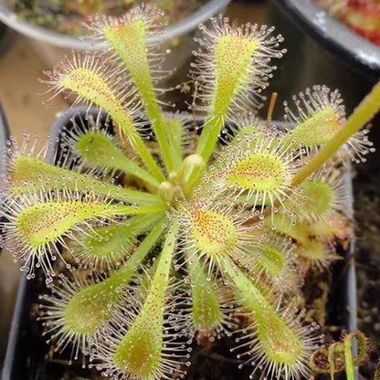 Drosera X 'Snyderi'