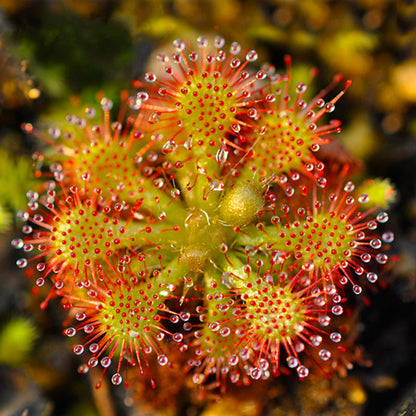 Spoonleaf Sundew ( Drosera Spatulata )