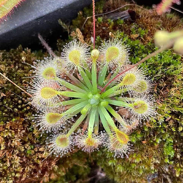 Drosera x Sidjamesii